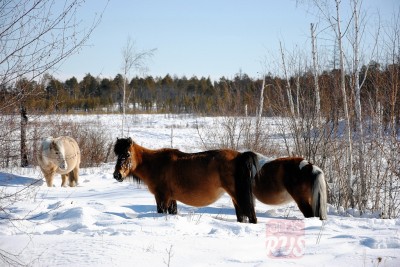 якутские лошади