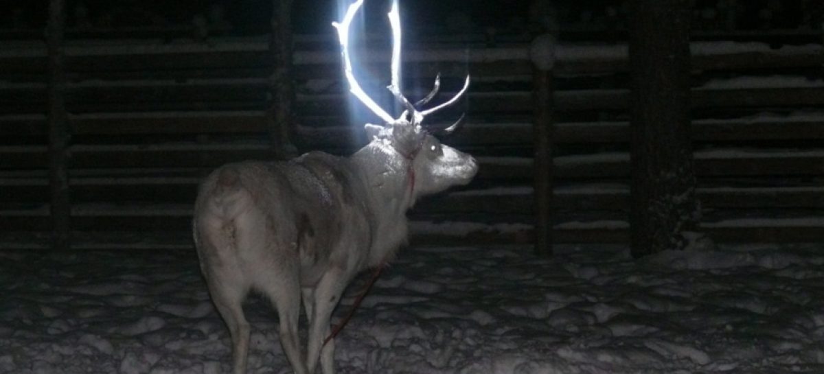 На дорогах Финляндии появились олени со светоотражающими рогами