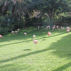 Знаменитый Loro Parque на Тенерифе