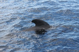 Прогулка на яхте к месту дрейфа канарских китов-пилотов