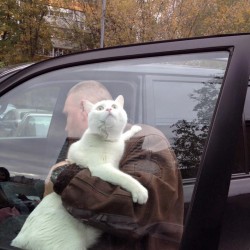 Кот в машине