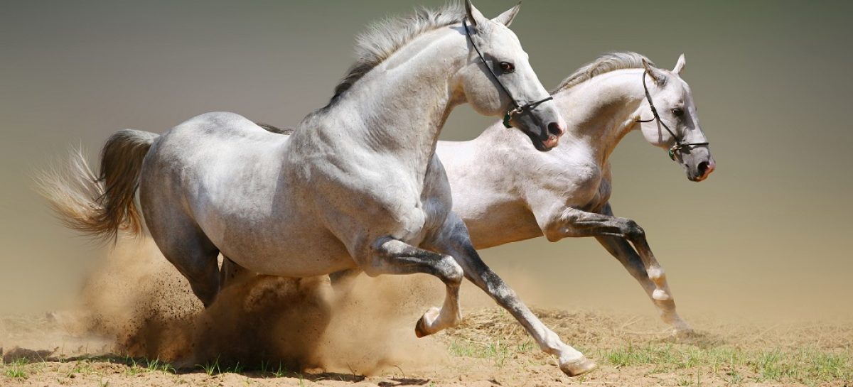 Какова средняя скорость лошади?