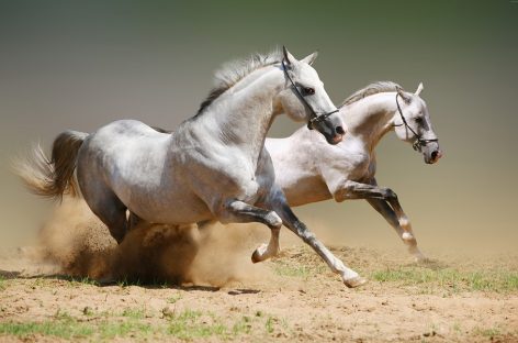 Какова средняя скорость лошади?