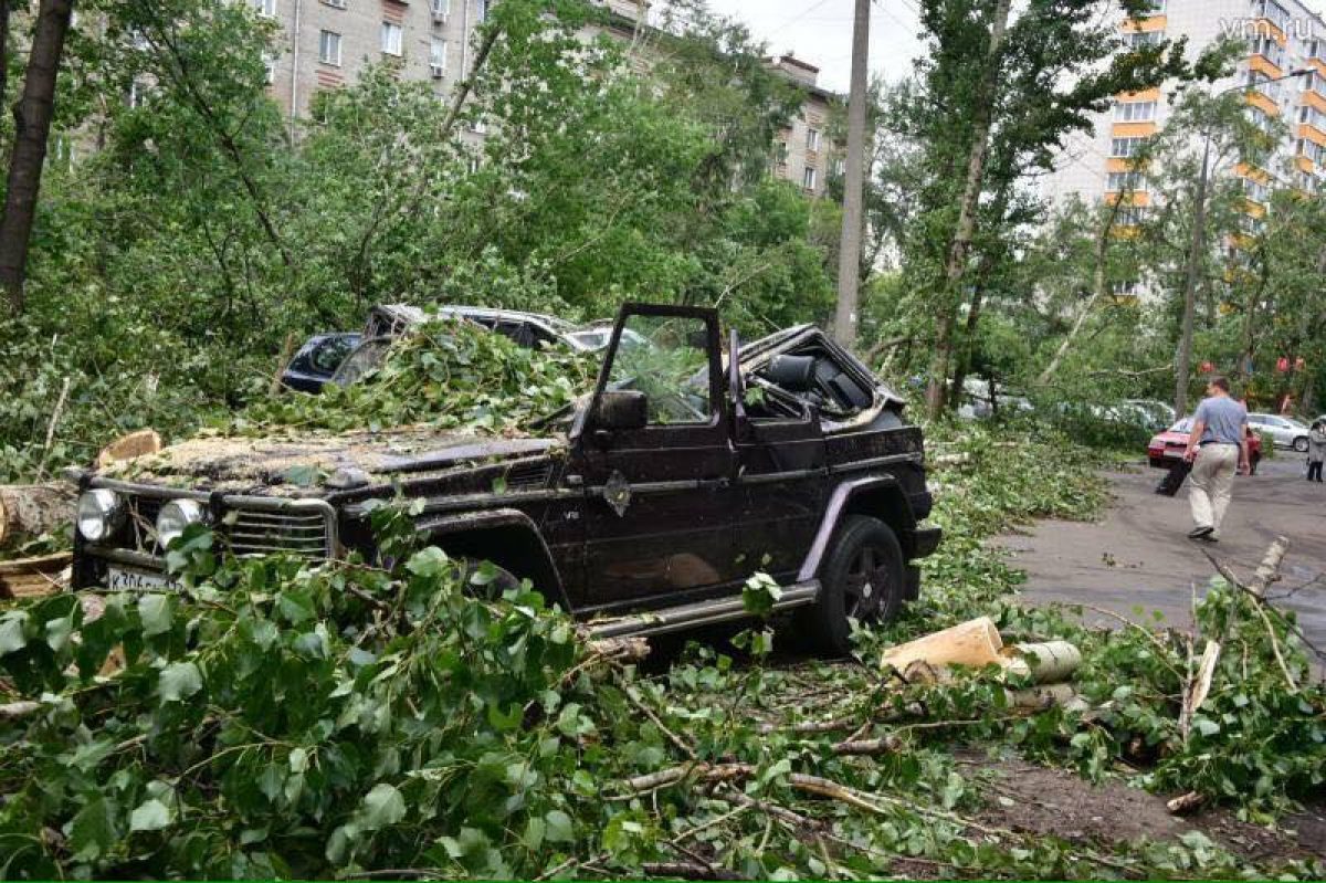 Что делать, если на автомобиль упало дерево? | Дмитрий Редюшев