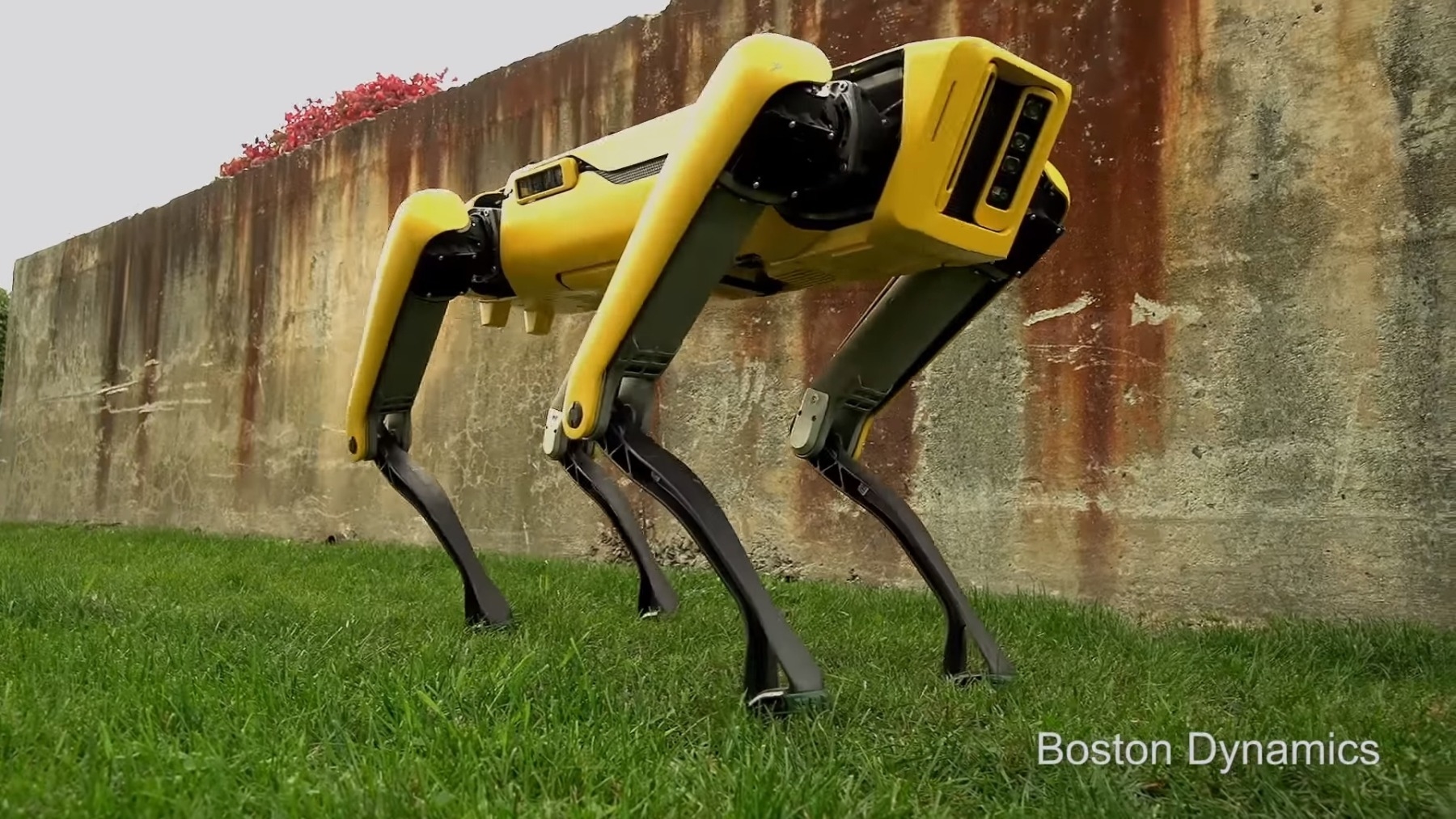 Робот-собака Boston Dynamics Spot Mini