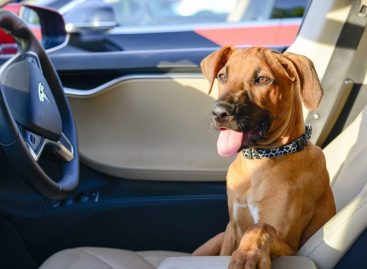 В автомобилях Tesla появится режим для собак