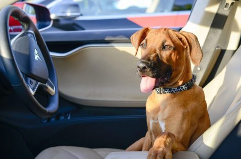 В автомобилях Tesla появится режим для собак