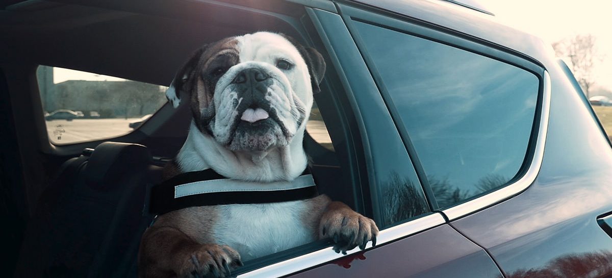 Каждый третий водитель не соблюдает меры безопасности при перевозке собак
