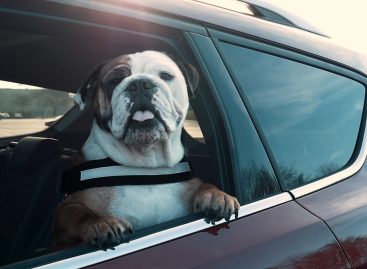 Каждый третий водитель не соблюдает меры безопасности при перевозке собак