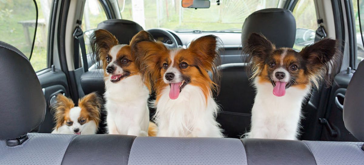 Как безопасно перевозить животных в автомобиле: 10 важных правил