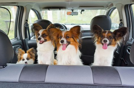 Как безопасно перевозить животных в автомобиле: 10 важных правил