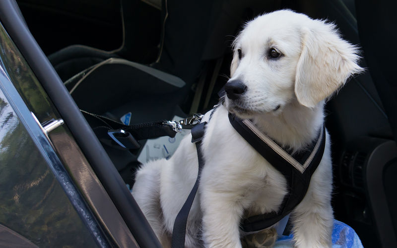 Перевозка собаки в автомобиле